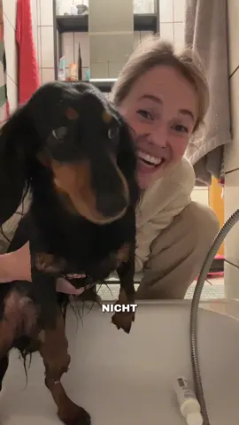 Toni liebt Wasser so sehr! Ein kleiner Seehund  🦭🌊🩵 #badetag #dackelliebe 