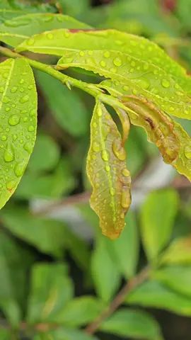 Hiện tượng lá bị xoăn #maivang #cuteobonsai #maivangmientay #maivangmiennam #chamsocmaivang 