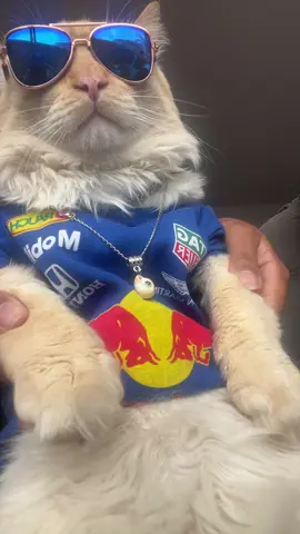 #catsoftiktok #f1 #maxverstappen 