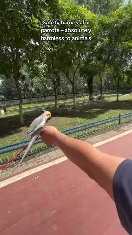 #cockatiel #parrot #parrotsoftiktok #pet #freefly 