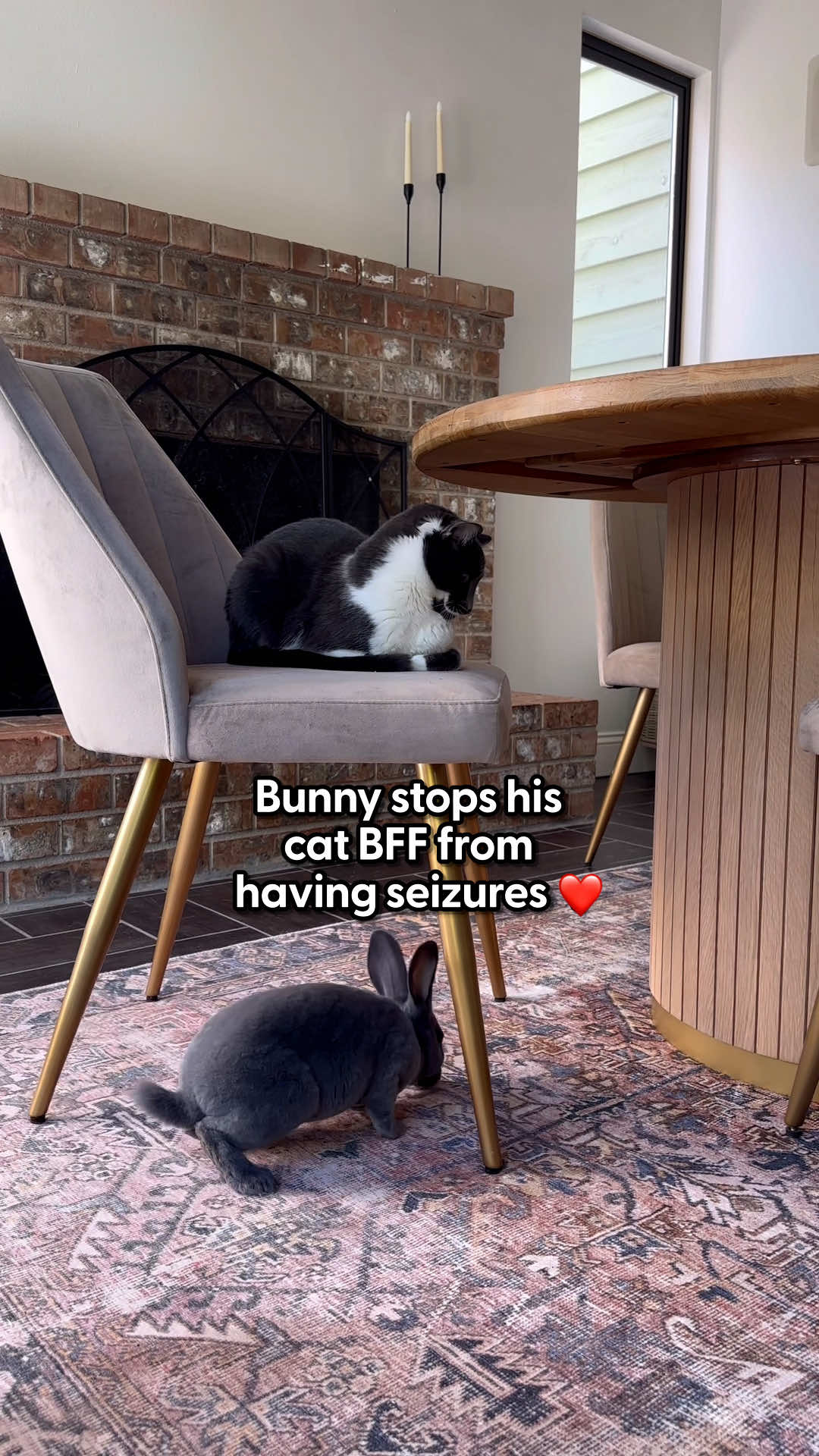 Bunny calms down this cat in the sweetest way 💙 @Megan Cottone told us how her cat's epilepsy went away once she brought her bunny, Winnie, home, and how they truly speak their own language together!