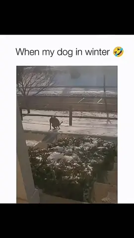 Funny and cute dogs compilation 🤣… #funnydog #funnypet #cutedog #dogsoftiktok #doglover #dog 