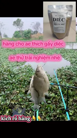 mồi câu cá diếc#hoicaudiec #caucagiaitri #lamlaicuocdoi 
