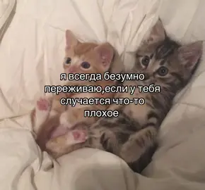 #рекомендации #щп #щитпост #щитпостер #милыйщп 