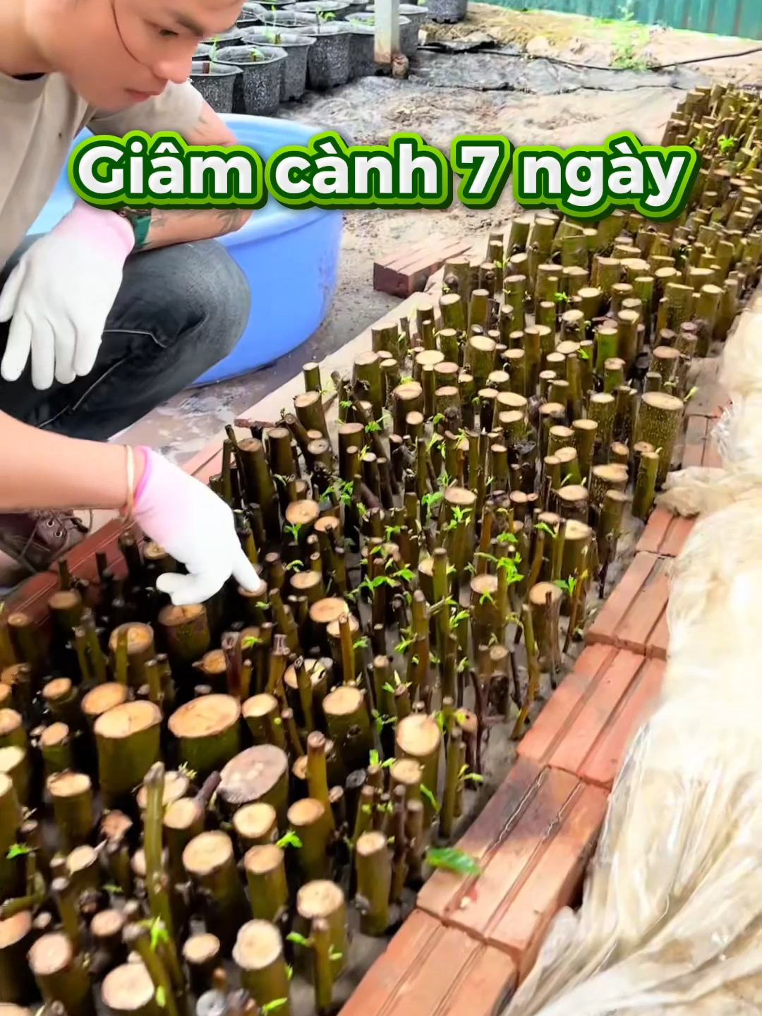 dùng dịch kích thích siêu ra rễ cho cây #kichre #kichremaivang