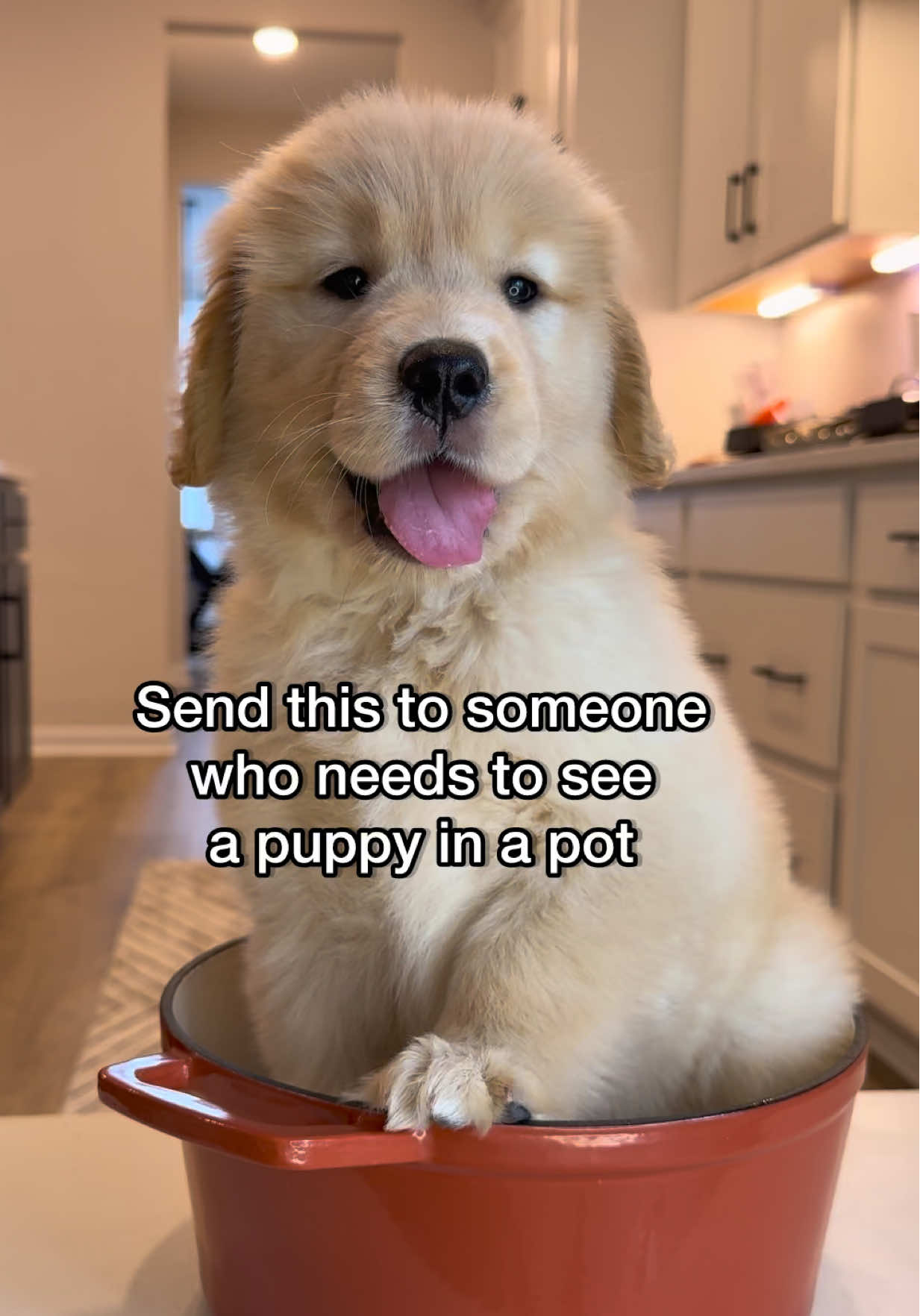 Send this to someone who needs a serotonin boost ✨🫶🏻 #dog #goldenretriever #puppy 