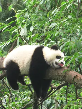 Panda adalah hewan mamalia yang berasal dari famili Ursidae, dengan dua spesies terkenal yaitu panda besar dan panda kecil. Panda besar hidup di hutan bambu di Tiongkok, sementara panda kecil ditemukan di pegunungan Himalaya dan Asia Tenggara. Mereka memiliki ciri khas wajah bulat dengan bercak hitam di sekitar mata dan tubuh berwarna putih. *Karakteristik Panda* - Panda memiliki penampilan menggemaskan dengan wajah lucu dan ekspresif - Mereka adalah hewan herbivora yang memakan bambu sebagai makanan utama - Panda memiliki adaptasi unik dalam pencernaan bambu *Peran Panda dalam Ekosistem* - Panda membantu penyebaran benih bambu, sehingga memperluas area tumbuhnya bambu - Mereka mengontrol populasi tanaman bambu *Fakta Menarik tentang Panda* - Panda memiliki keterampilan bergelantungan yang luar biasa dan lincah dalam memanjat pohon - Mereka sangat rentan terhadap perubahan iklim dan kerusakan habitat karena pola makan yang khusus - Panda memiliki tingkat reproduksi yang rendah dan cenderung sulit berkembang biak *Upaya Perlindungan Panda* - Konservasi habitat panda dan pengendalian perburuan liar - Penelitian dan pendidikan tentang pentingnya menjaga kelestarian panda - Mendukung kampanye pelestarian panda dan ikut serta dalam upaya perlindungan ¹.