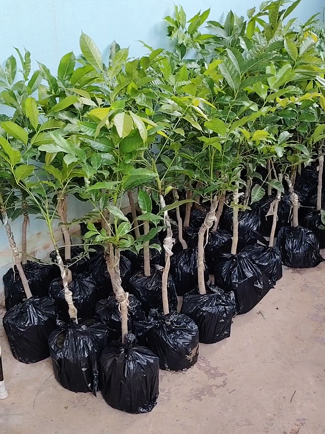 Cây giống trám đen ghép cao sản Trung Quốc #caygiongtrungquoc #caygiong #trungquoc 