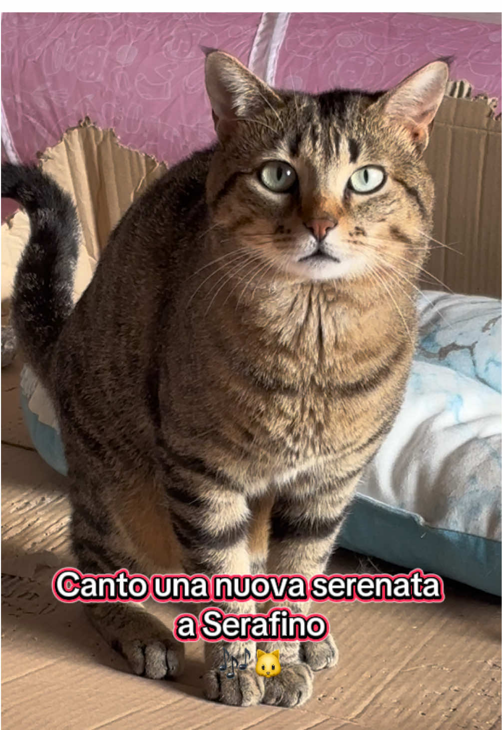 Canto uma nova serenata para o Serafino🎶🐱 I sing a new serenade to Serafino🐱🎶