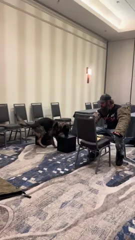 A little fun with distractions before our detection class at the Canine Cop Magazine Conference! @Matt Kordusky @Keri & Hulk @barragek9 @THE IRON CANINE @K9 Athena @AmyPayne  We’re diving into the vital role of maintenance training—because it’s not just about teaching skills, it’s about keeping them sharp. Too often, handlers try to justify why they don’t push their dogs or challenge them to the next level. Here’s the question we’re asking today: What’s the distraction that can throw a kink in your dog’s armor?  #CanineCopConference #DetectionDogs #MaintenanceTraining #WorkingDogs #TrainBeyondBasics