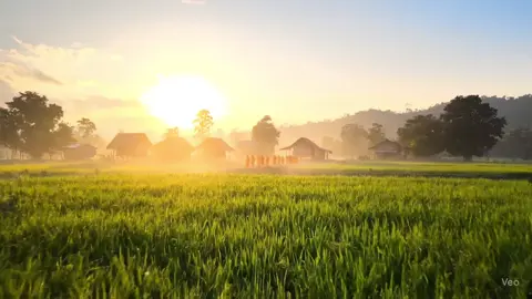 #foryoupage❤️❤️ #မြန်မာ့ကျေးလက်သဘာဝအလှ #foryoupage #type #aithailand🇹🇭 