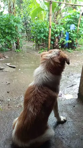im moeslim but however animal need rescue and i Will helpfull. now a boy enjoyed the rains #fyp #rescuedog #rescueanimals #animals #dog 