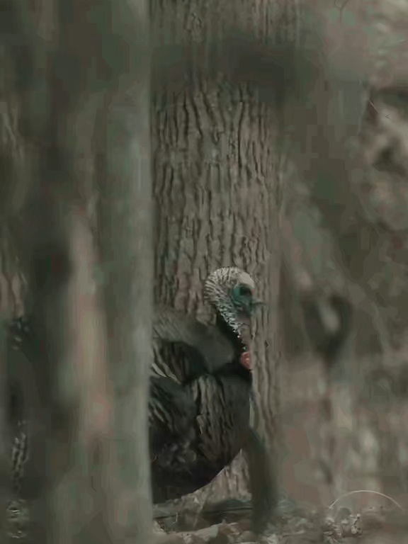Summer time sadness is real. However, we do have fall to look forward to.  @chasing_49 footage like this will always make your day better! #nwtf #Outdoors #turkeys #wildturkey #turkeyhunting #wildlifeconservation #fyp #turkeytok #turkeytiktok #habitat #conservation #wildlife