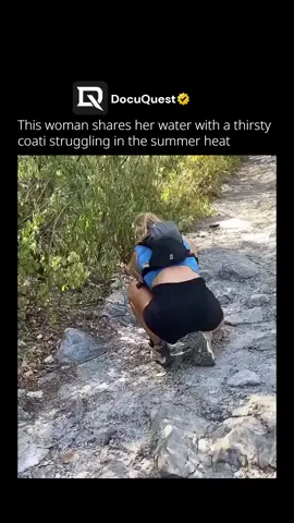 In the middle of a hot day, a kind woman noticed a coati suffering under the scorching sun. Instead of just walking by, she offered her own bottle of water, and the little animal gratefully accepted. The way the coati drinks shows how badly it needed relief, and the woman’s gentle act of compassion made all the difference. Small gestures like these remind us that kindness is universal, it crosses the boundaries between humans and animals. A simple bottle of water became a moment of connection, care, and respect for life. 🌞💧🐾 🎥 : (DM for Credits/Removal) #coati #animalsoftiktok #compassion #kindness #animallovers 