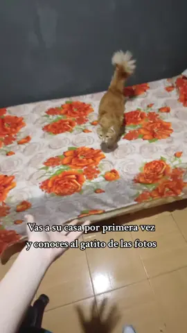 🥰💗#fyp #gato #amor #novios 