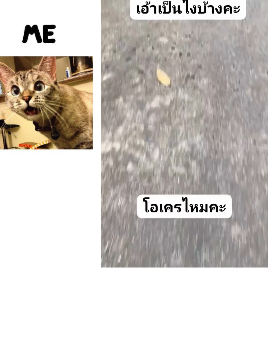 #ฟีดดดシ #fyppppppppppppppppppppppp #เทรนด์วันนี้tiktok #Al #reelsviralシfb
