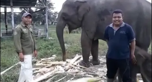 Coba kita flashback ya dimana saat pemberian nama untuk Domang, gajah jantan yang famous ini 🤏🏻 Terimakasih Ibu sudah memberikan nama “Domang” 😍 Arti nama Domang luar biasa bagus loh teman - teman. Nama Domang berasal dari nama dalam sastra masyarakat Petalangan ( Pelalawan ) yaitu Bujang Tan Domang yang dapat ber arti “Demang atau Penguasa”. Nama Domang juga menggambarkan sifat gajah itu sendiri loh, yaitu penuh rasa ingin tahu, aktif menjelajahi lingkungan, dan sering bermain seperti Domang sekarangg yang teruss bermain karna rasa ingin tahu yang tinggi, Domang jugaa sudah pintar loh temen2 dari sebelum dia disapih menjelajahii hutan bersama mama Ria yang masih sekitar Tessonilo dan yang pastinya ditemani pak mahout 😍 Video by IG btntessonilo #domang #tessonilo #foryoupage #gajahviral #viral 
