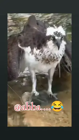 #lawakpecahperut😂😂😂 #shortfunnyvideo🤣😆😂🤩😍 #200kviewsforyoutrending💞💟💕♥️ #creatorsearchinsights2025♥️💜❤️💞💕💝 @BungaflowerCinta #fypfypfypfypfyp200kview💕💝💞🌹♥️💞💜💜 