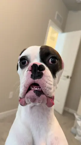 Fwanks #funny #cute #puppy #dog #fyp