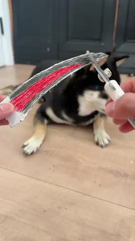 The nail is illuminated. #DogHack #dogtrimmer #nailclipper #catpick #groomingtools 