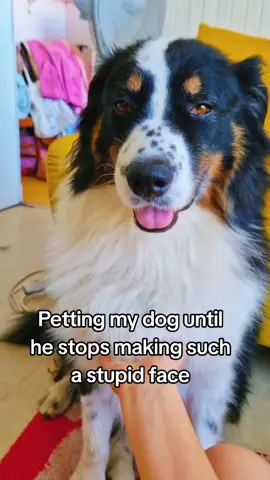 Don’t worry I love his stupid face #australianshepherd #xyzcba #fyp #aussie #dogsoftiktok 