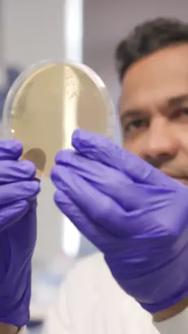 Could gut microbes protect us from toxic 'forever chemicals’? 🧪 Cambridge scientists have discovered that certain species of microbe found in the human gut can absorb PFAS – the toxic and long-lasting ‘forever chemicals.’ They say boosting these species in our gut microbiome could help protect us from the harmful effects of PFAS. #ForeverChemicals #PFAS #CambridgeUniversity #UniversityOfCambridge #Cambridge #Science #Microbiome #GutHealth