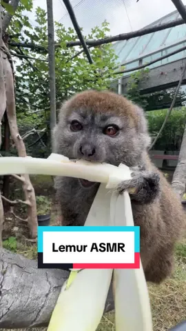 Hazo ASMR 💚 One of the rarest primates on the planet, gentle lemurs live among the reed beds of a single lake in Madagascar 🇲🇬 #LondonZoo #CuteAnimal #ASMR