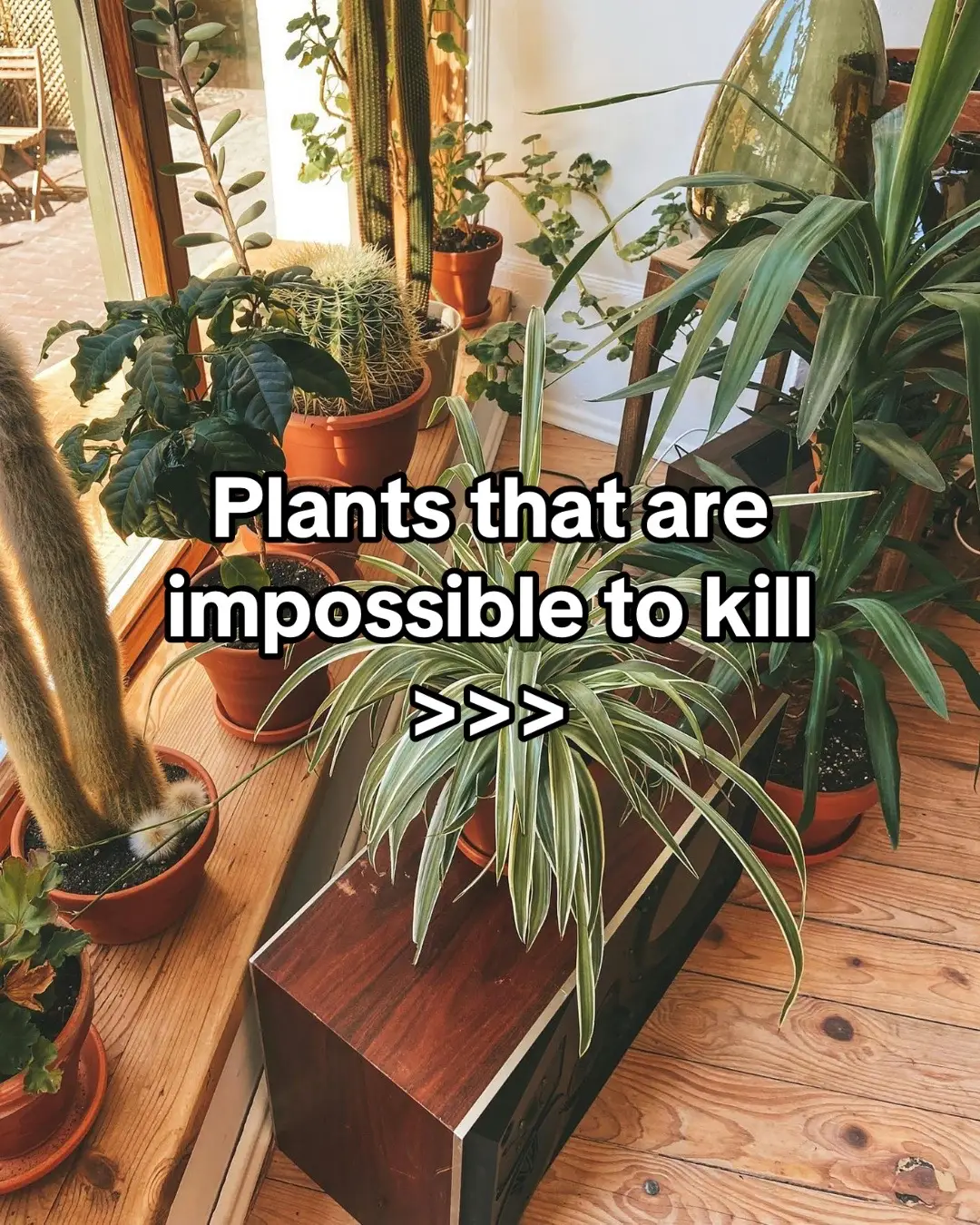 1️⃣ Snake Plant (Sansevieria / Dracaena trifasciata) – Forgot to water? This one thrives on neglect. 2️⃣ ZZ Plant (Zamioculcas zamiifolia) – Low light, rare watering… it just keeps going. 3️⃣ Pothos (Epipremnum aureum) – Grows fast, climbs anywhere, even in just water. 4️⃣ Spider Plant (Chlorophytum comosum) – Super adaptable + makes cute baby plants. 5️⃣ Peace Lily (Spathiphyllum) – Droops dramatically, then revives after one sip. 6️⃣ Cast Iron Plant (Aspidistra elatior) – Name says it all: tough, dust-proof, low-maintenance. 7️⃣ Aloe Vera – Loves sun, stores water, and forgives your forgetfulness. 8️⃣ Chinese Evergreen (Aglaonema) – Shade-tolerant and still looking stylish. 9️⃣ Lucky Bamboo (Dracaena sanderiana) – Grows in soil or a glass of water. Easy-peasy. 🔟 Jade Plant (Crassula ovata) – A succulent that saves water for a dry spell. 😅 And be honest… have you managed to kill even one of these? If yes – maybe it’s time to let Plantum rescue your plants! 🌿📲 #houseplants #easyplants #indoorplants #plantcaretips #plantparenthood #beginnerplants #plantlover #PlantTok #easytogrowplants #greenthumb