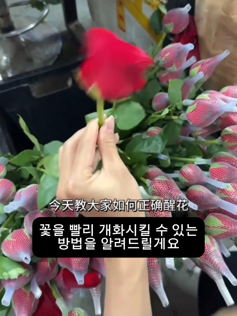 Here’s how to make your flowers bloom faster🌸 #TRENDZ #트렌드지 #HANKOOK #조한국 