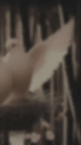 #10kfollowers😭😭😭😭 #1millionviews #unfrezzmyaccount #viralvideo #viralvideo 