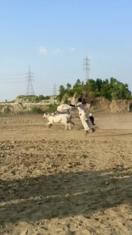 #bullracepakistan #dandyworld #bull #race #fyp 