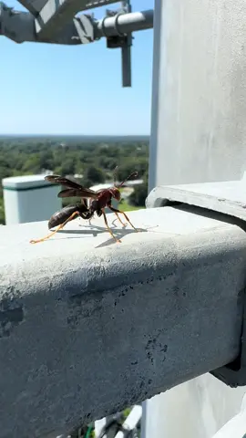 Just a cute wasp on a tower #viral #fypシ #wasps #foryou #viralvideo 