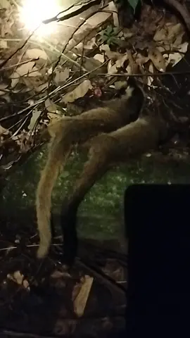 năm nay bội thu các bác ạ #cayvoimoc @anh.hoang1995.37n1 