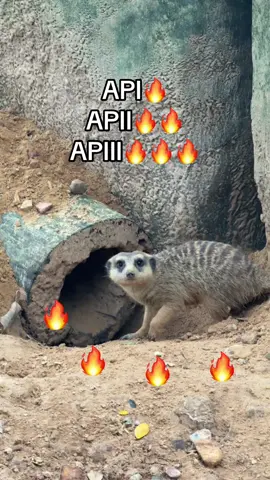 APIII ❤️‍🔥❤️🔥🦉🦉🦉#api #streak #VinWonders #GreenCreator #dulich 