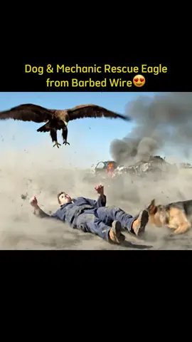 Rescuing Eagle from Barbed Wire !!! #rescueanimals #animalrescue #animal 