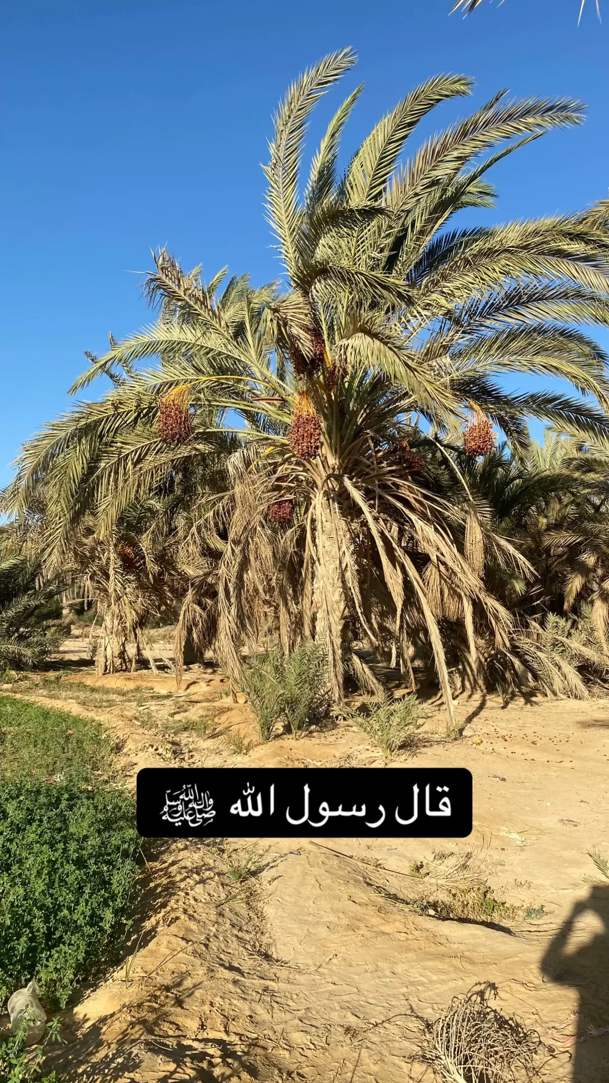 قال رسول الله ﷺ#الصلاة_والسلام_عليك_ياحبيبي_يارسول_الله #قران_كريم_ارح_سمعك_وقلبك♡ #الصلاة_على_النبي_محمد🌿🌹 