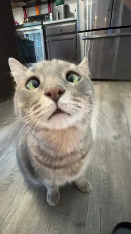 Happy Friday #fyp #foryou #cats #cat #catsoftiktok 