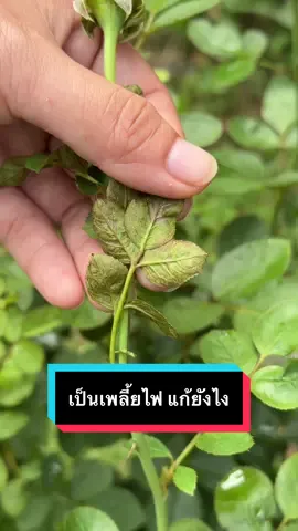ใครเป็นแบบนี้บ้างคะ อาการเพลี้ยไฟ ต้องพ่นยาเท่านั้นค่ะ 🥰 #เพลี้ยไฟในกุหลาบ #แก้เพลี้ยไฟ #กุหลาบ #candyrose 