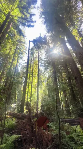 200+ft Redwood removal #trees #treework #bigtop #redwood #forest 
