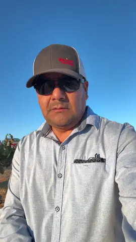 La araña roja, o spider mites, suele aparecer en viñedos con mucho polvo y sequía, dañando las hojas. Controlar el polvo y usar miticidas adecuados es clave para prevenir su proliferación. ¡Cuida tus viñedos! #pasorobles #trabajosdecampo #vino #ahorrenaguatomenvino #winelovers 