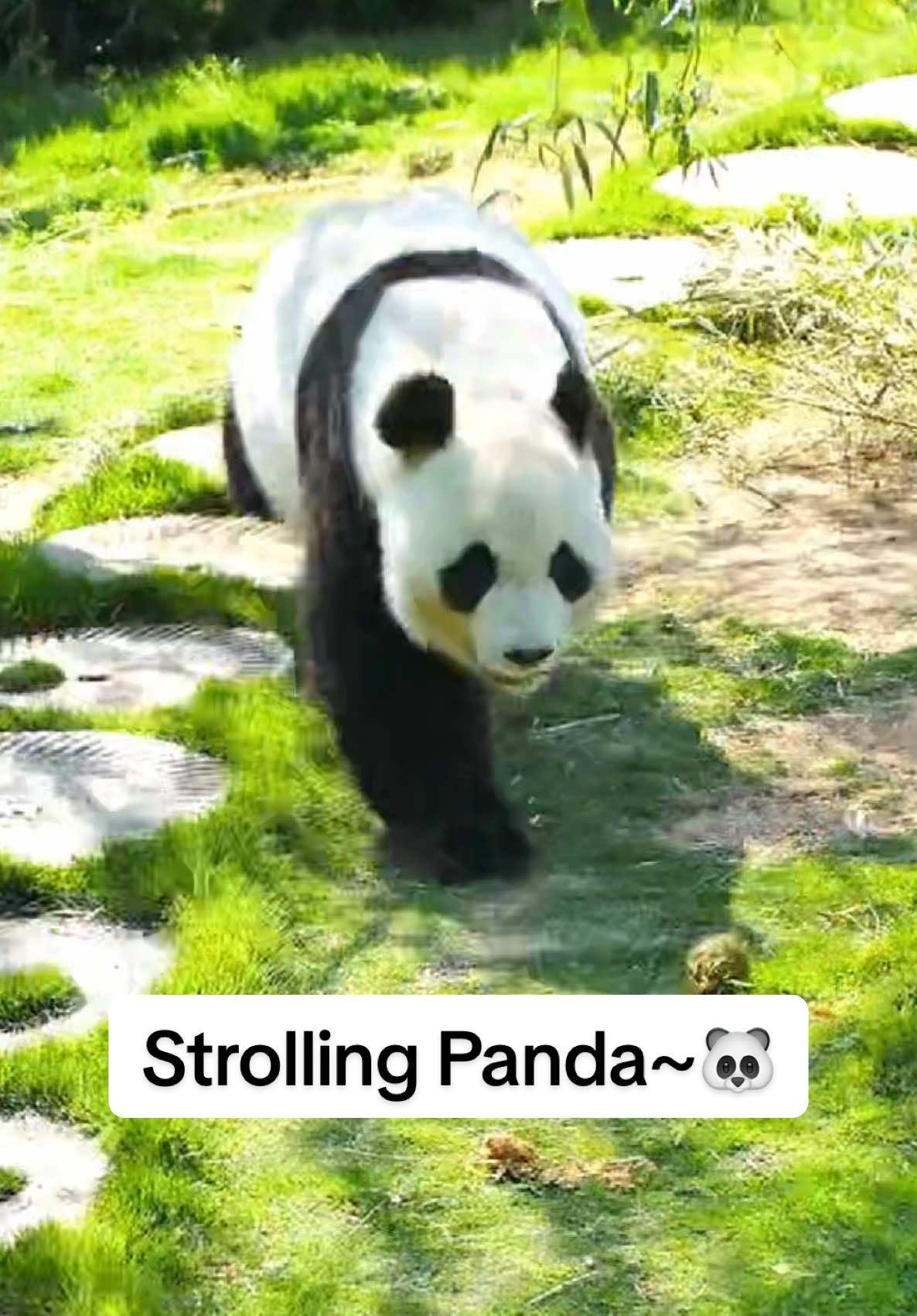 Strolling Panda~🐼 #panda #walk #cute #wildlife #fyp 