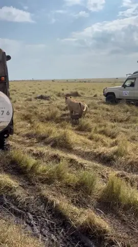 Would you like to visit Tanzania soon?  Are you dreaming of a perfect safari adventure? 🤩🦒 We’ve got you covered! Safari costs can be a significant hurdle, but we’ve discovered a secret to help you save big! Let us help you find your perfect safari getaway at unbeatable prices! Use the WhatsApp link below to connect with our expert concierge and plan your dream safari today! #creatorsearchinsight #tiktok #safari #zanzibardestination #serengeti 