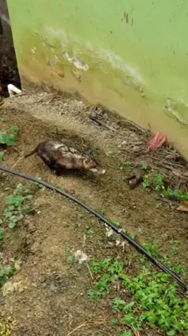 Fuiste tu quien robó todos mis pollitos 