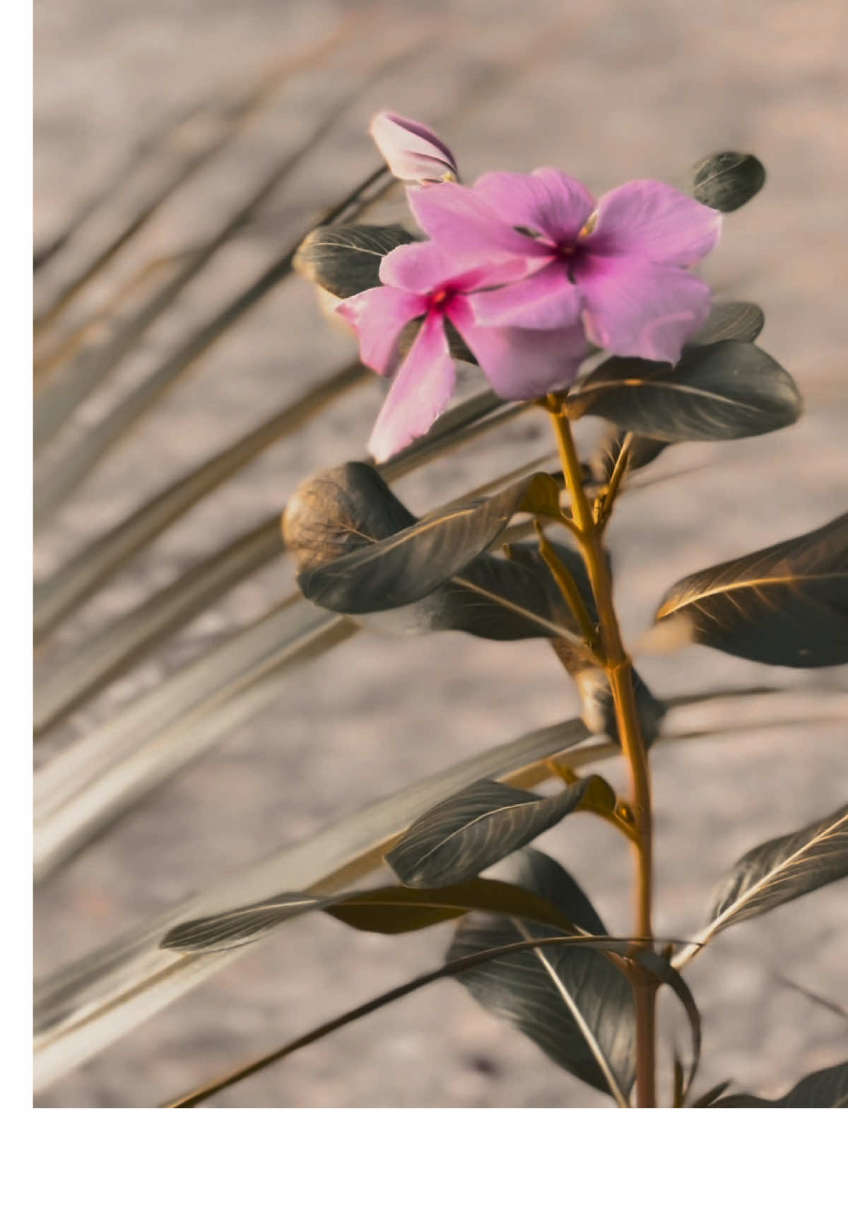 🫀🥰🥺…..#foryoupage #poshto_poetry #fyp #lines💔 #1millionaudition 