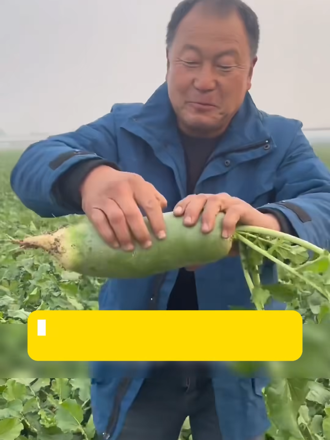 HẠT GIỐNG CỦ CẢI ĐƯỜNG RUỘT XANH  ĂN CỰC NGỌT, KHÔNG HĂNG! #trongcay #cucaiduong #cucaixanh #hatgiong