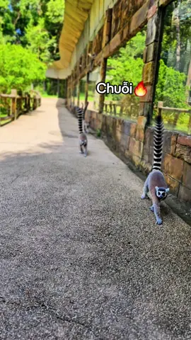 Ngày mới rồi thắp chuỗi này 🔥 #VinWonders #GreenCreator #dulich #vinpearlsafariphuquoc  #chuoi 