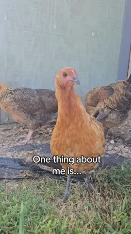 Does her face look like she's up to no good? Cuz she's gonna get into some Shenanigans 😂  #chicken #petchicken #funny #shenanigans #fyp 