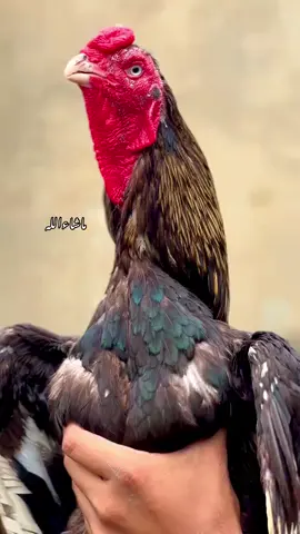 #aseellovers #foryou #viralvideo #aseellovers #foryou 