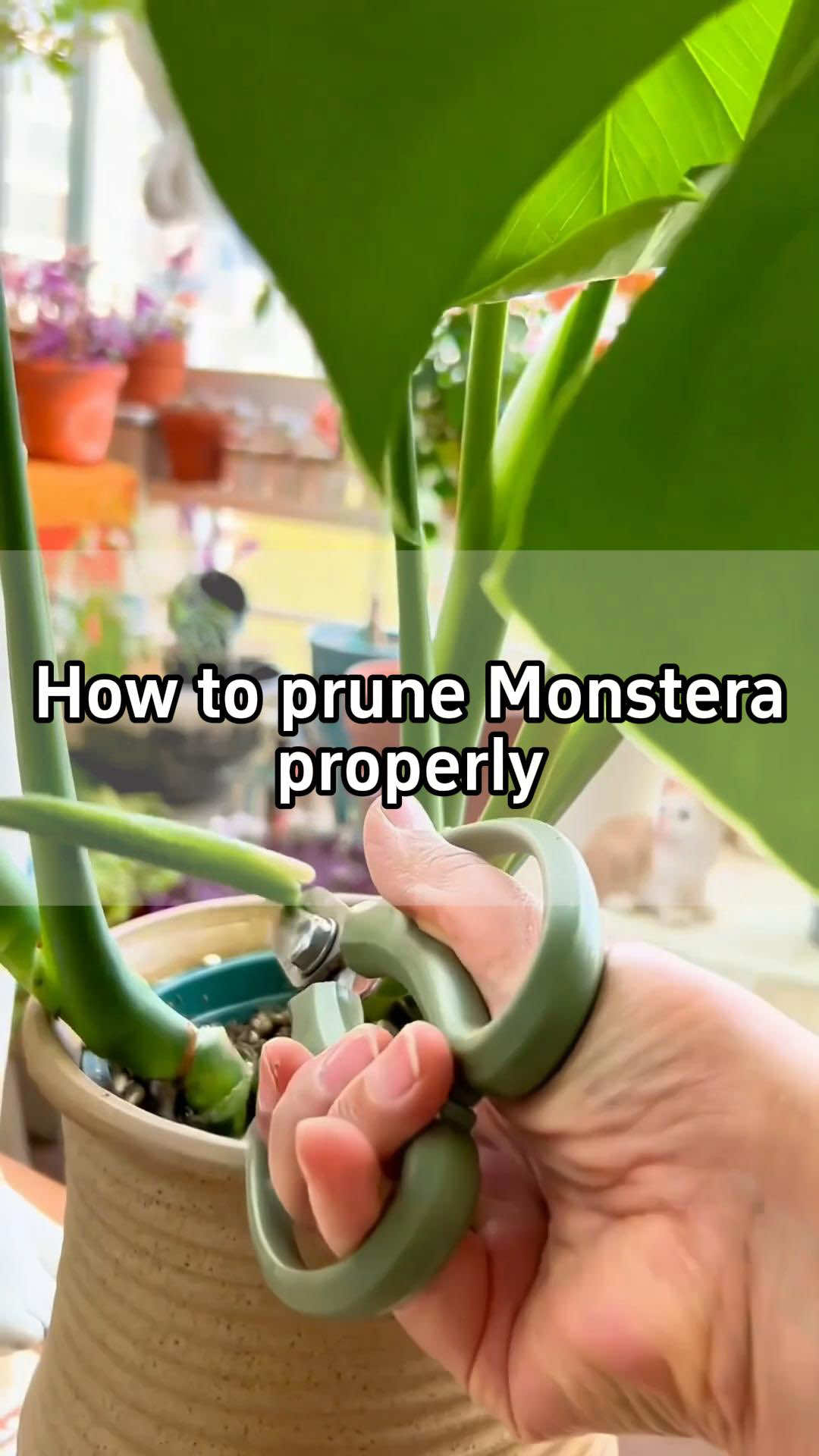 #planting #garden #plantcare #prune #monstera 