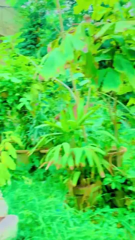 Abubakar Jan🥀#trending 